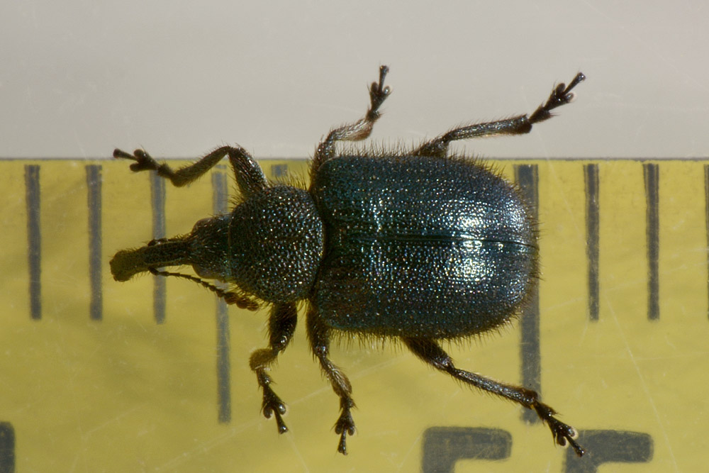 Rhynchitidae: Lasiorhynchites?  No, Haplorhynchites pubescens